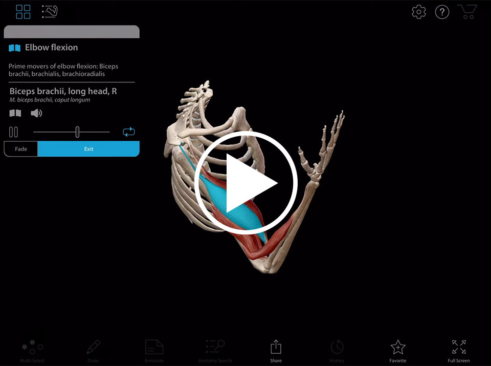 4b_elbow-Joint-Flexion-Cover