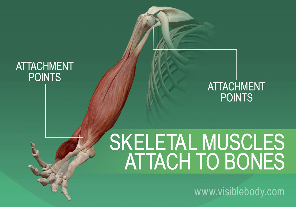 5B-Muscles squelettiques-S'Attachent aux os