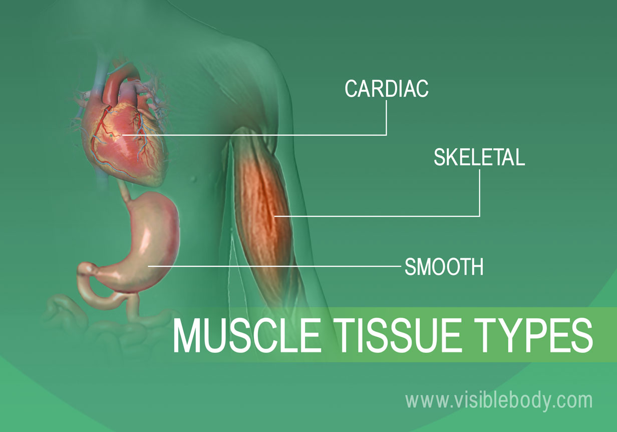 2B-Muscular-Tecido-Tipo