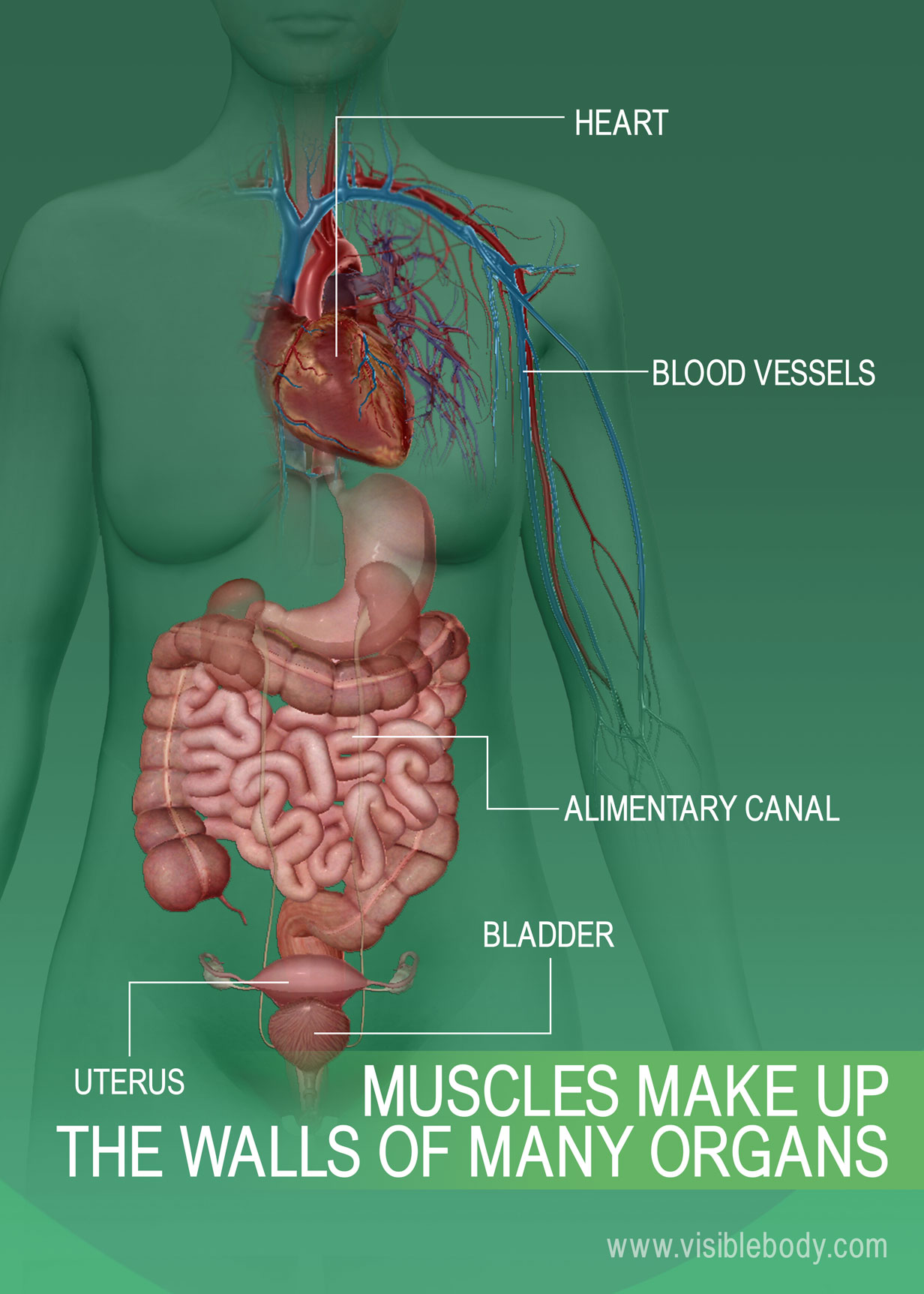 6C-Muscles-Make-Up-The-Walls-Of-Many-Organs