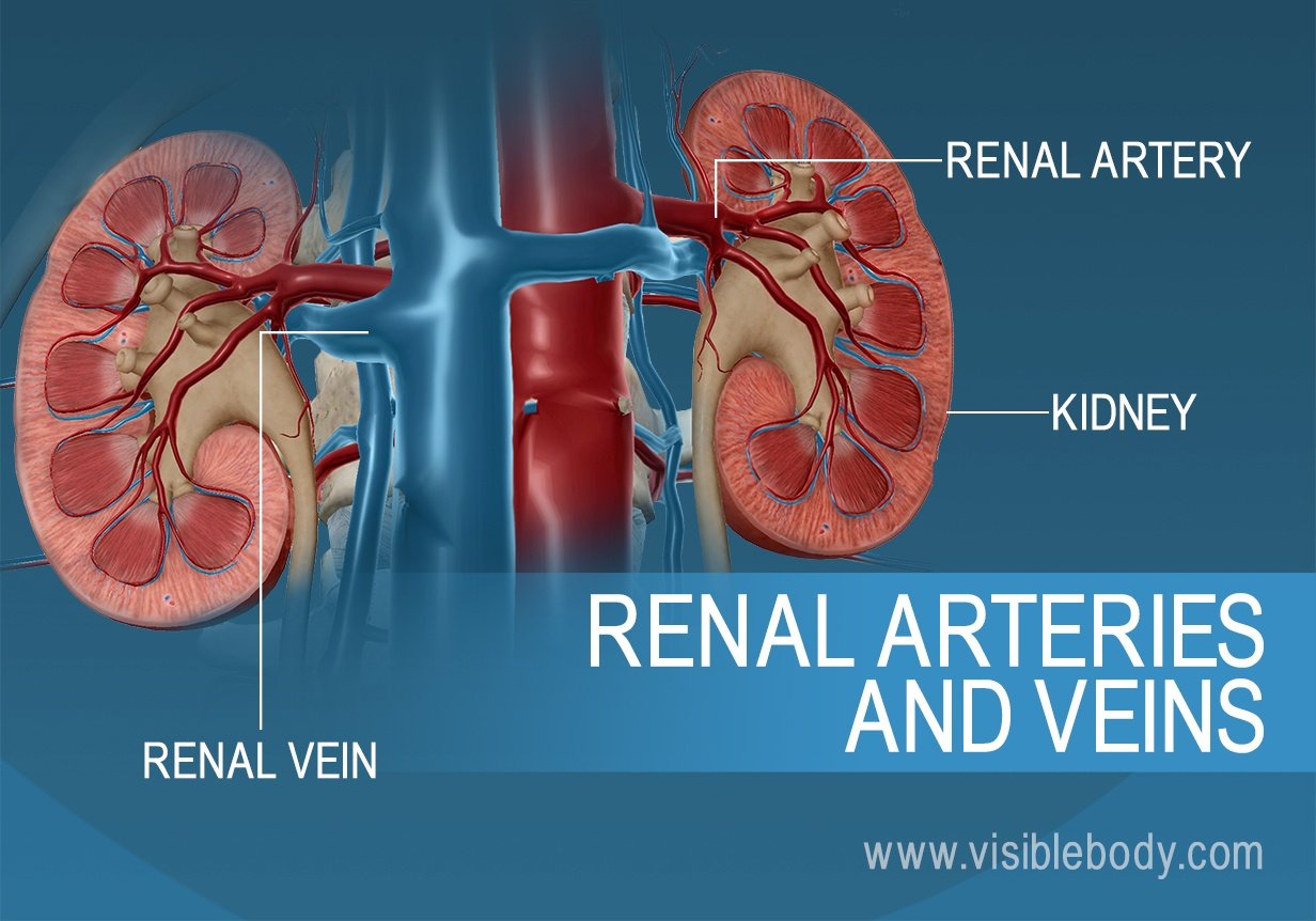 Urinary Kidney