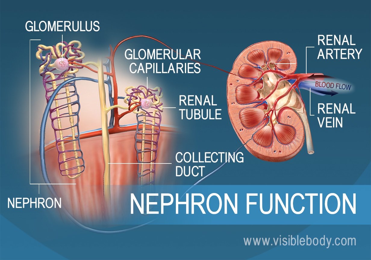 Urinary Kidney