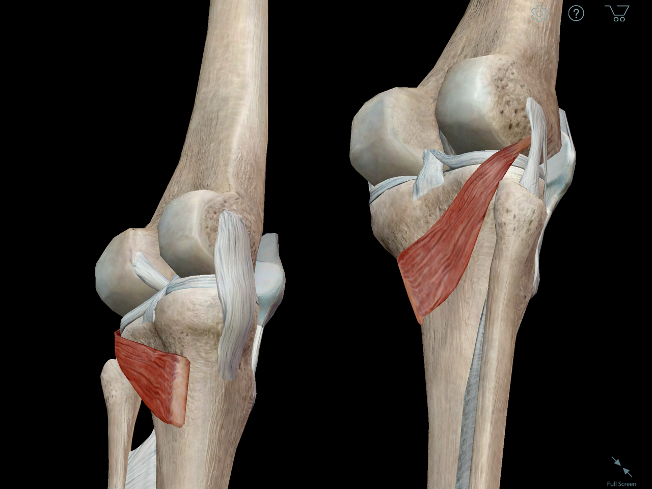 Learn Muscle Anatomy Popliteus