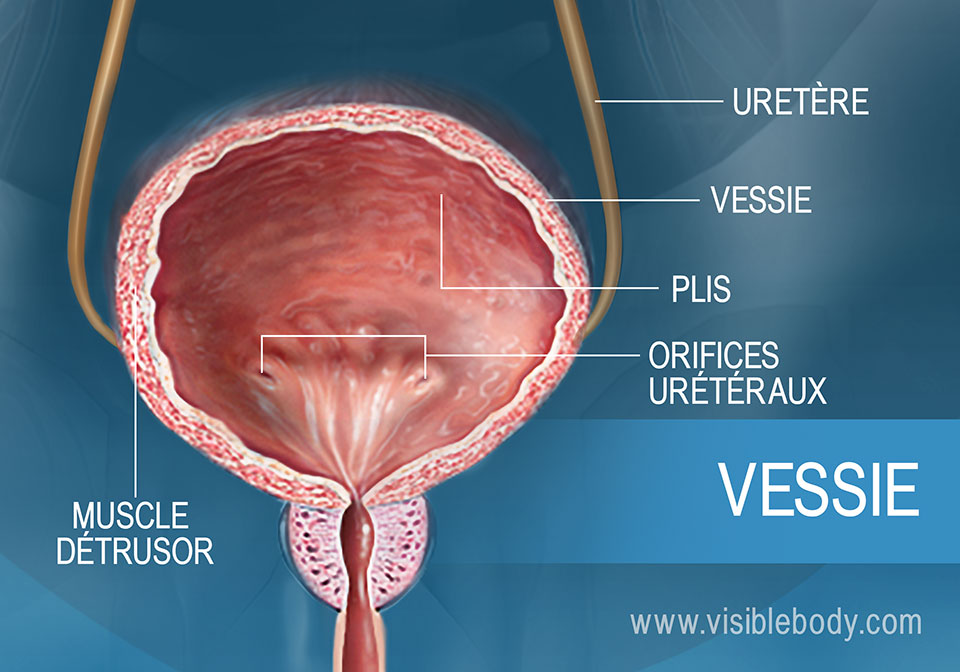 Anatomie De La Vessie La Prostate Et Miction