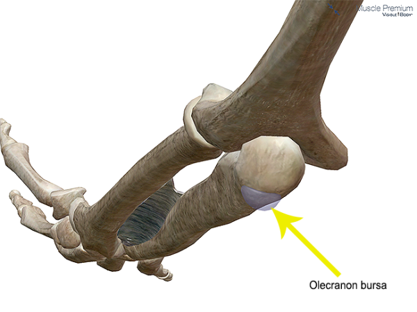 Learn Muscle Anatomy: Bursae