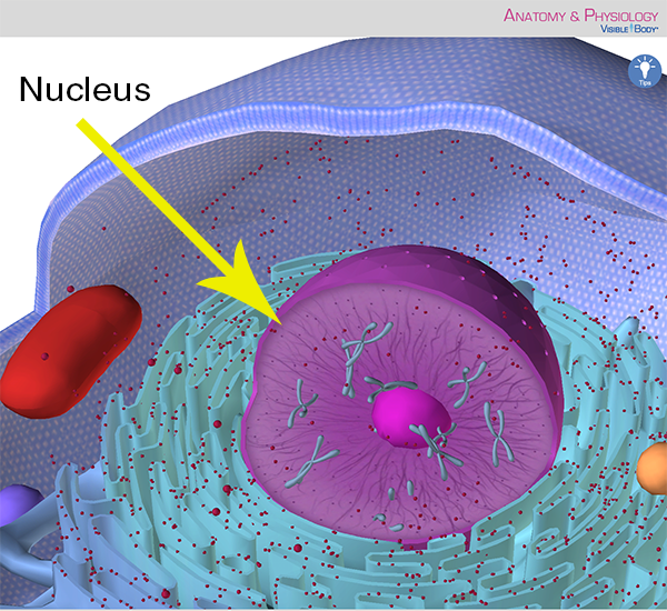 Parts Of A Cell Nucleus