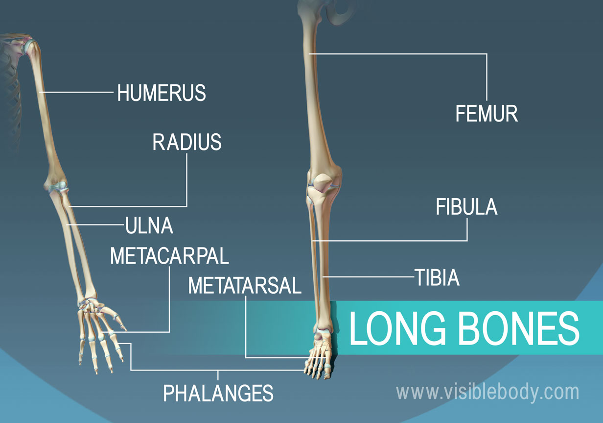 where are flat bones found