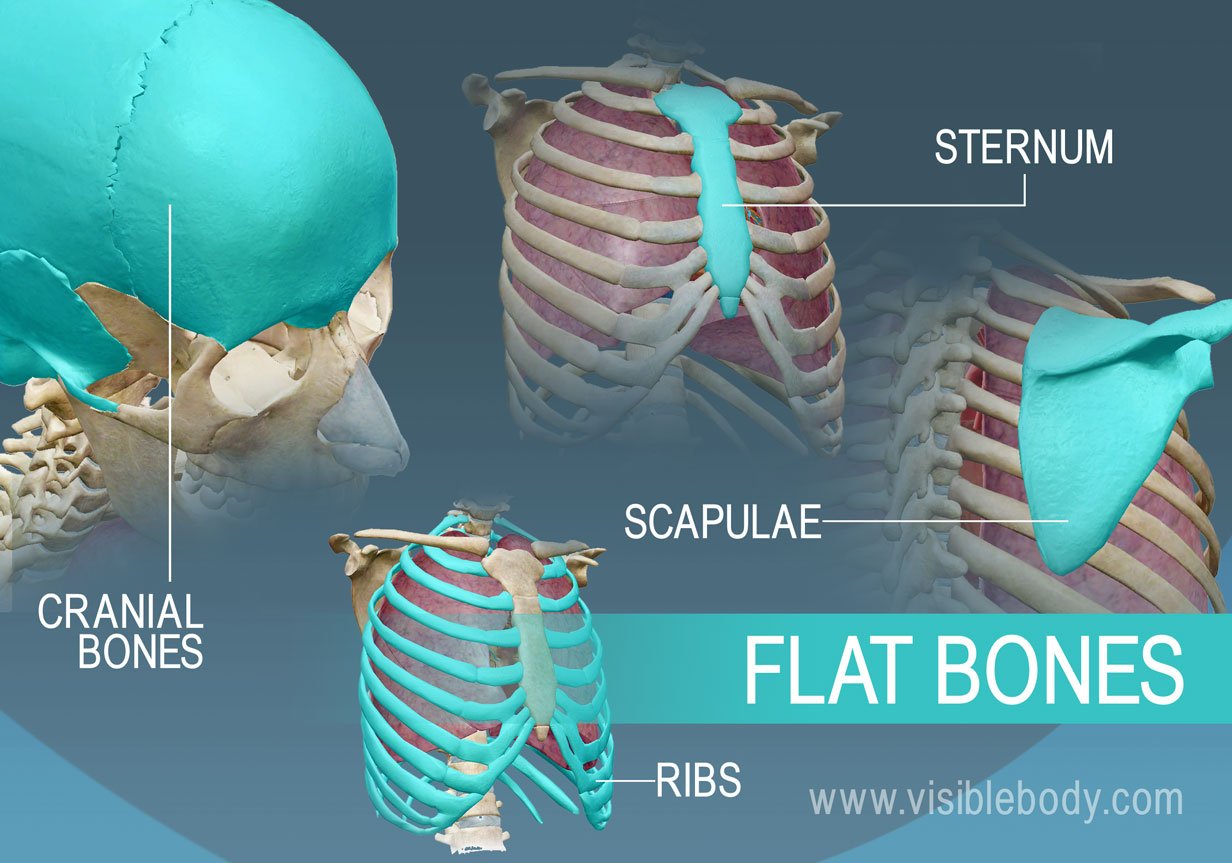 Anatomy of the Bone, Parts, Types & Categories - Lesson