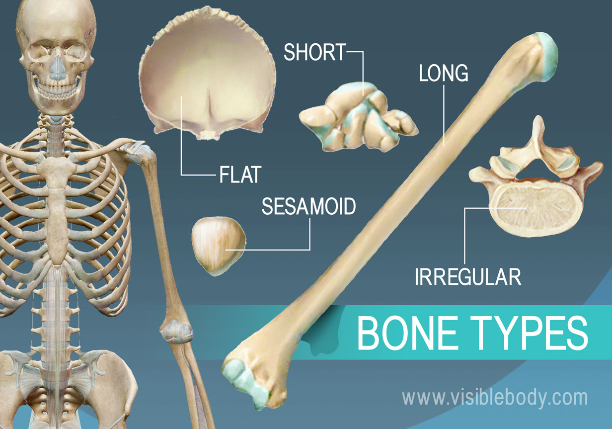 function of flat bones