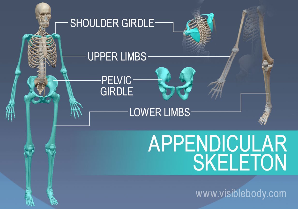 appendicular skeleton diagram