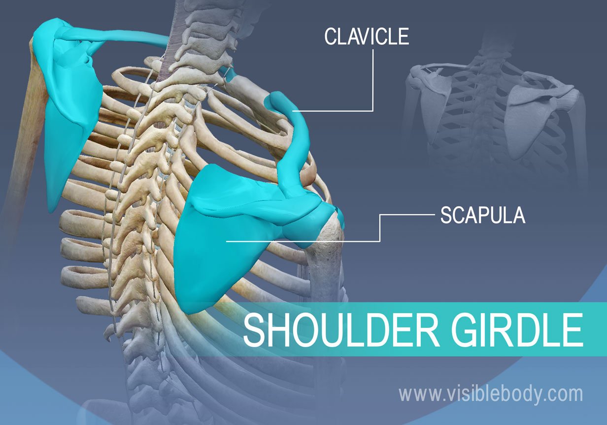 Solved Select the bones of the pectoral girdle of the right