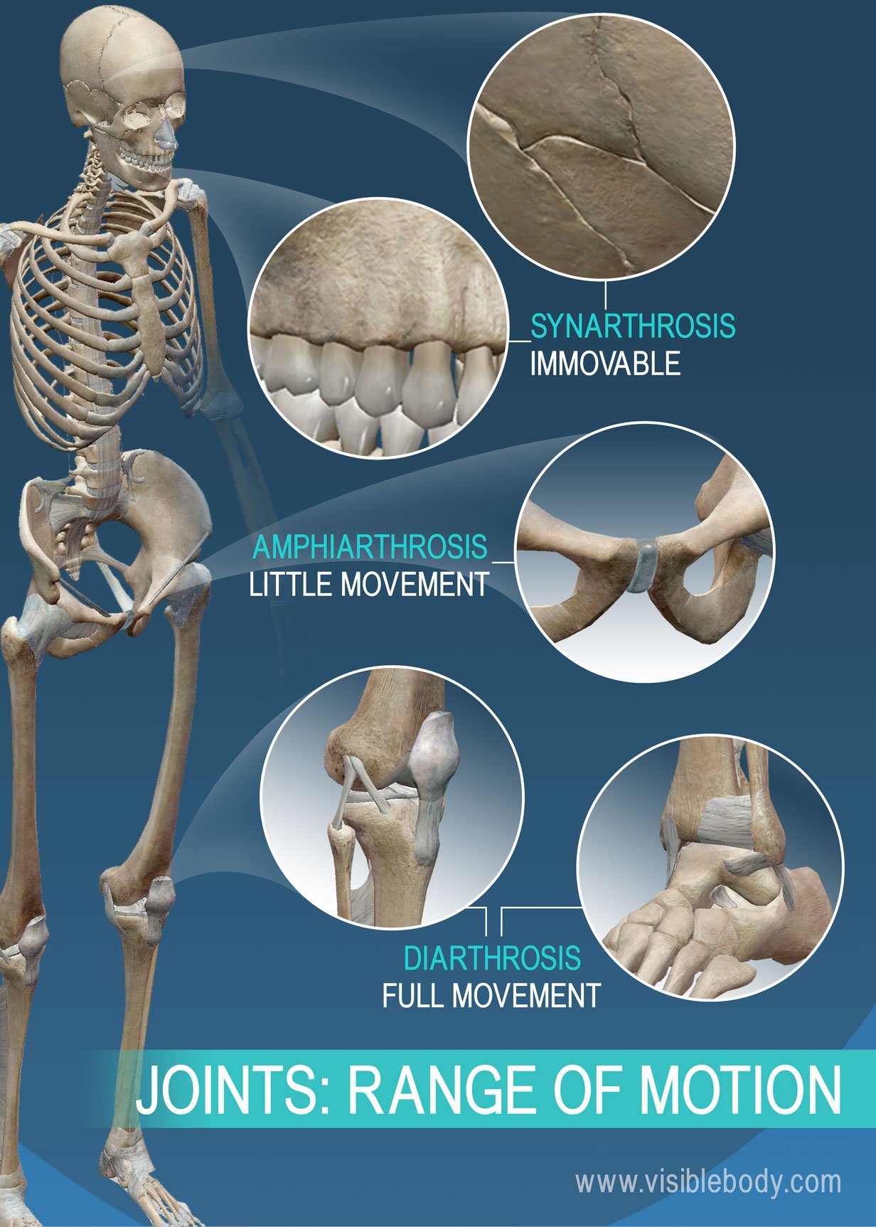 Fogar Och Ligament L r Dig Skelettanatomi Mont Blanc