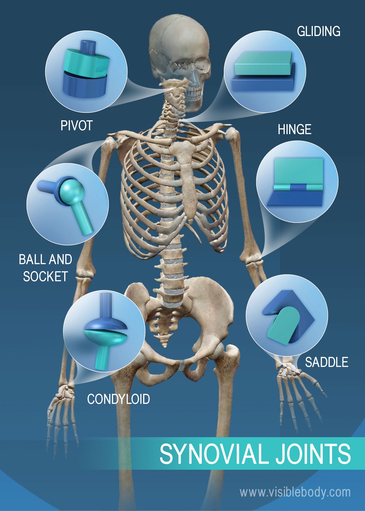 Synovial Joints Human Skeleton Anatomy Human Body Anatomy Human | My ...