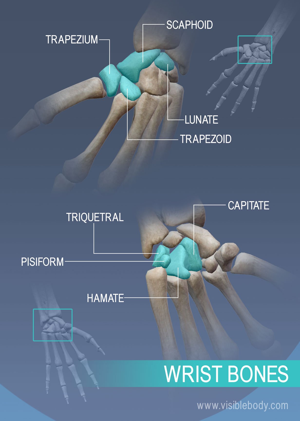 Appendicular Skeleton. Pectoral Girdle. Shoulder Girdle. Upper Limb