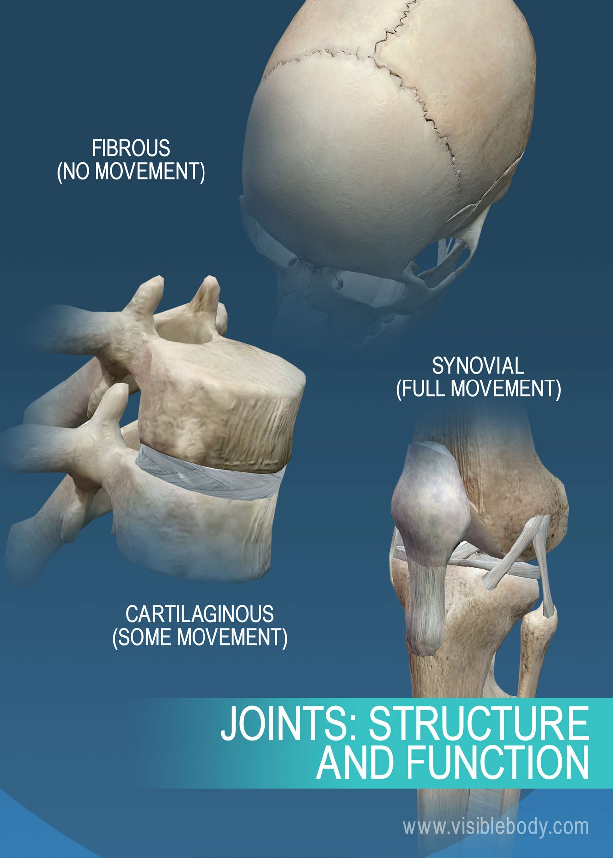 This image shows some examples of the movements of joints and