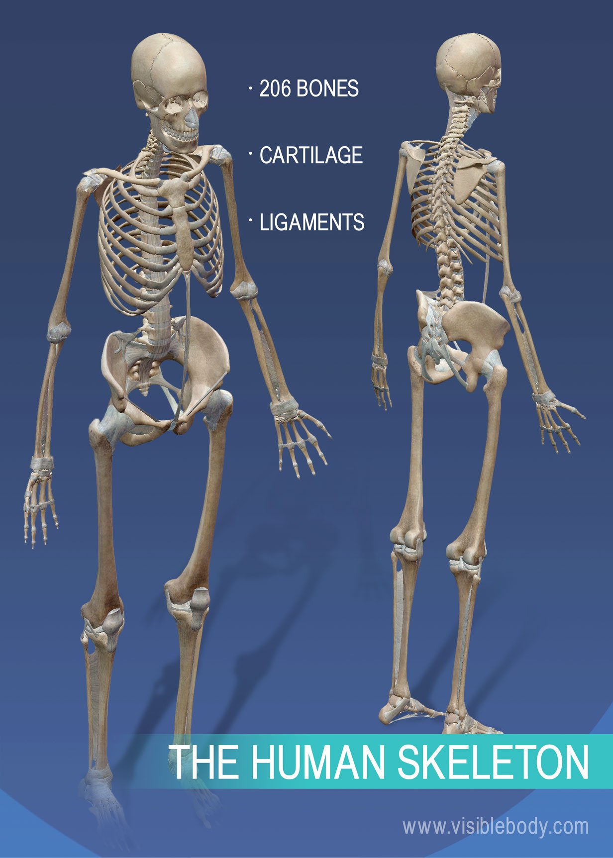 human leg bone structure