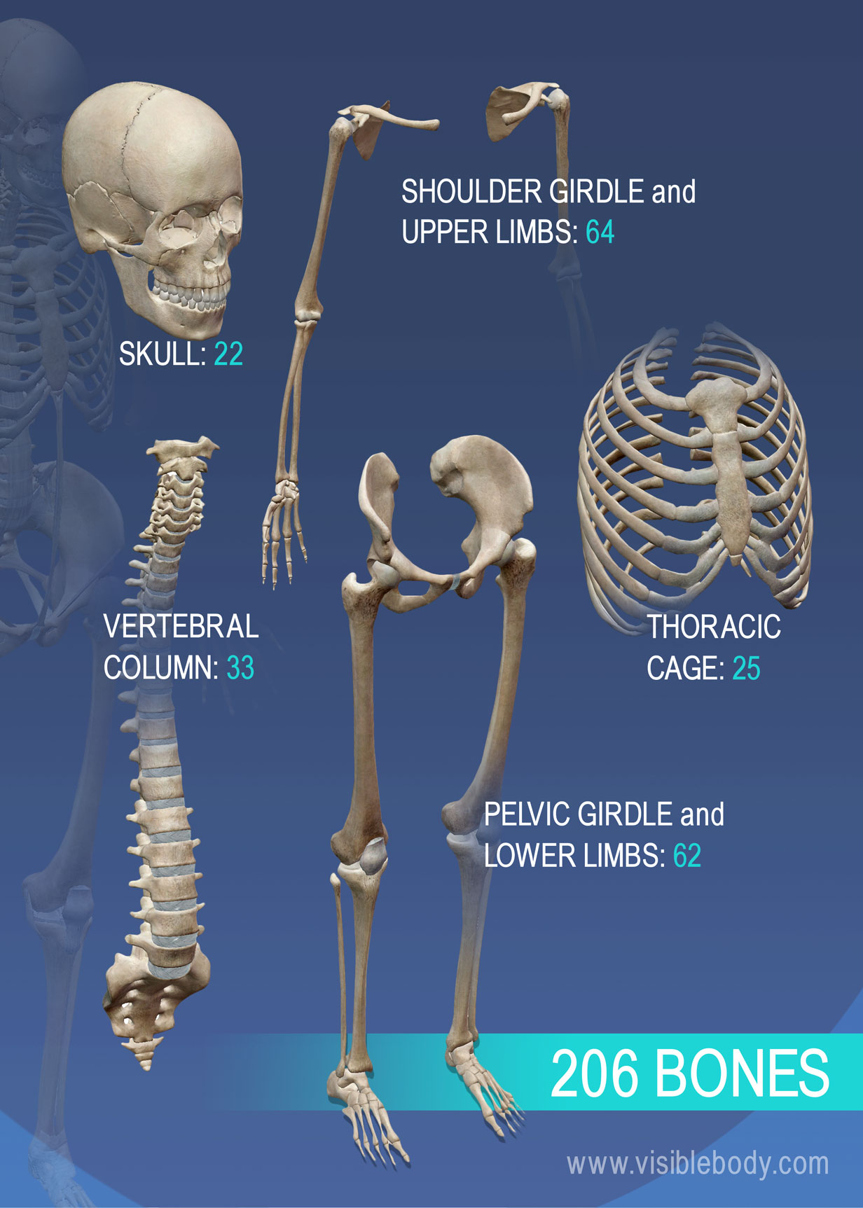 why is the skeletal system important essay