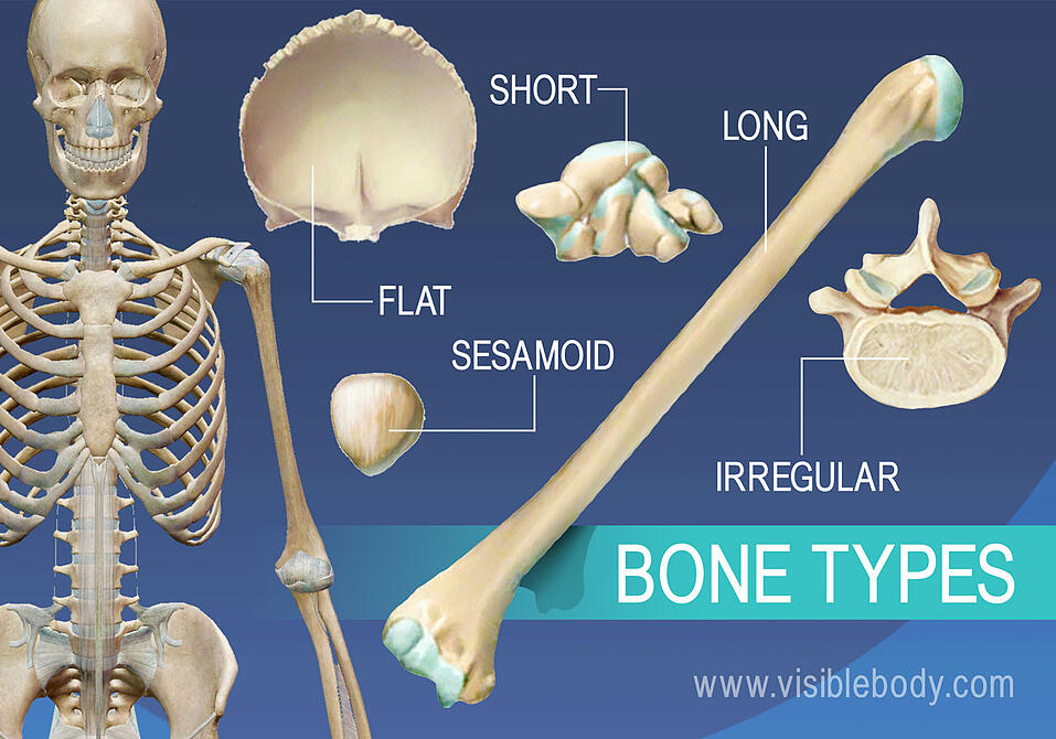 overview-of-skeleton-learn-skeleton-anatomy