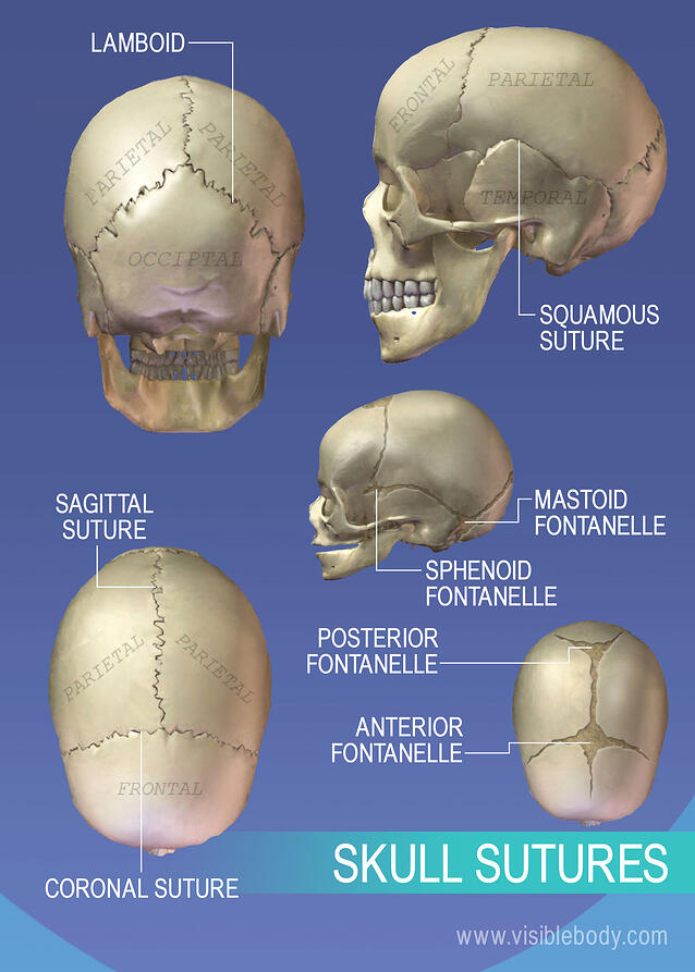 https://www.visiblebody.com/hs-fs/hub/189659/file-2382122591-jpg/Learn_Articles/Skeleton_System/Set_3_Axial_Skeleton/2H-Skull-Sutures-1232W.jpg?width=638&height=903&name=2H-Skull-Sutures-1232W.jpg