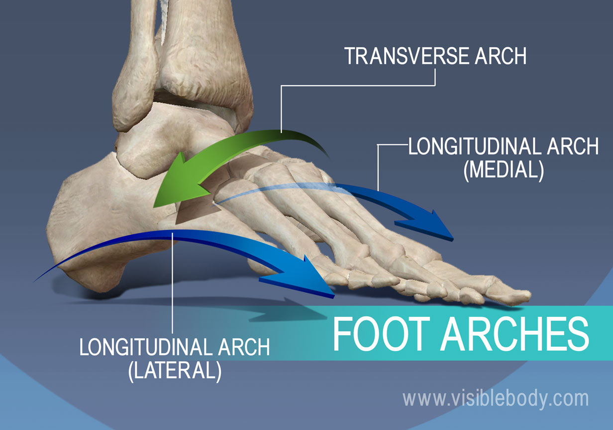 transverse arch pain in foot