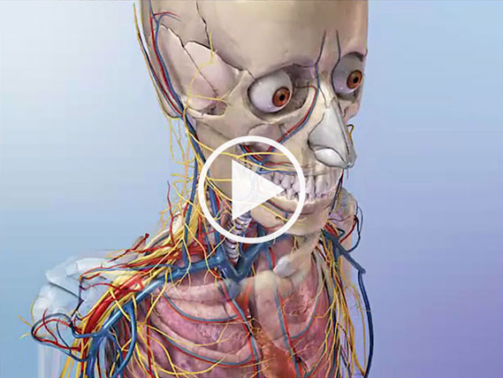 Anatomie du squelette humain, constitué de 206 os constants.