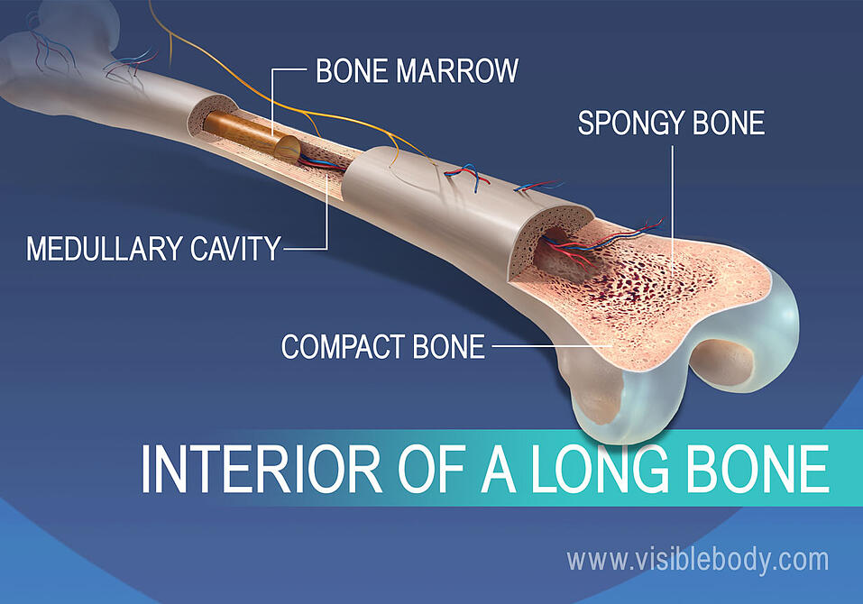 Overview Of Skeleton Learn Skeleton Anatomy 7104