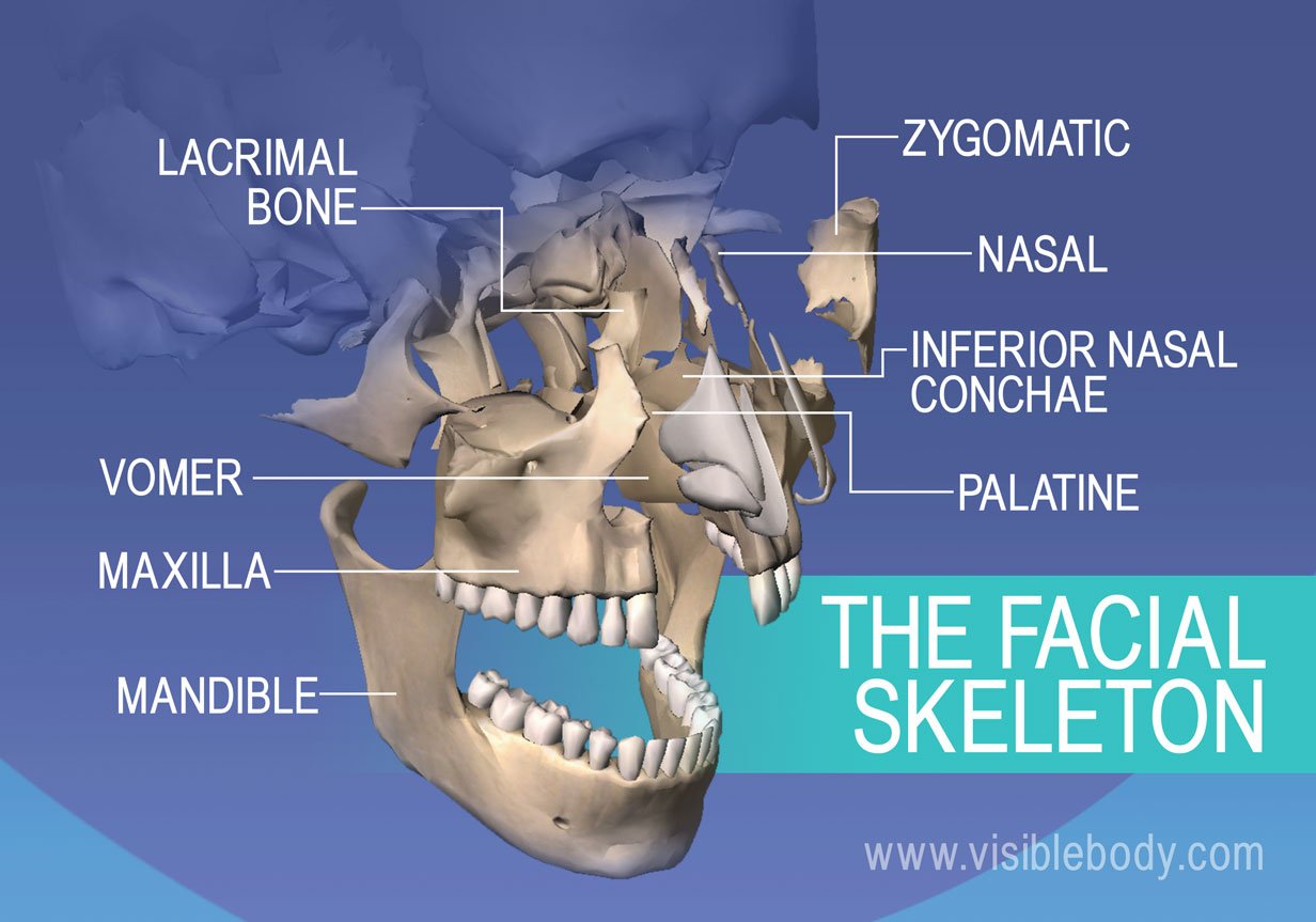 Axial Skeleton: What Bones it Makes Up