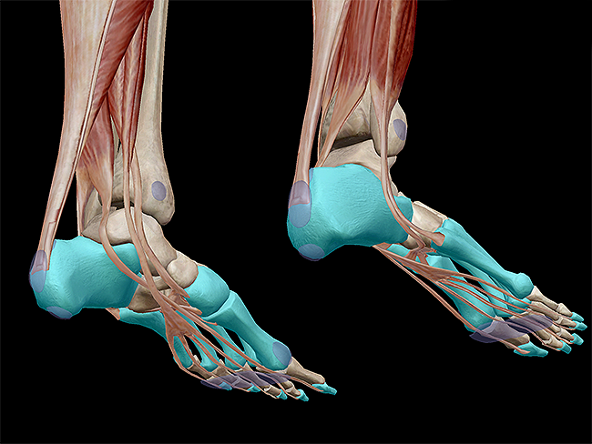 Learn Muscle Anatomy Muscles Of Plantarflexion