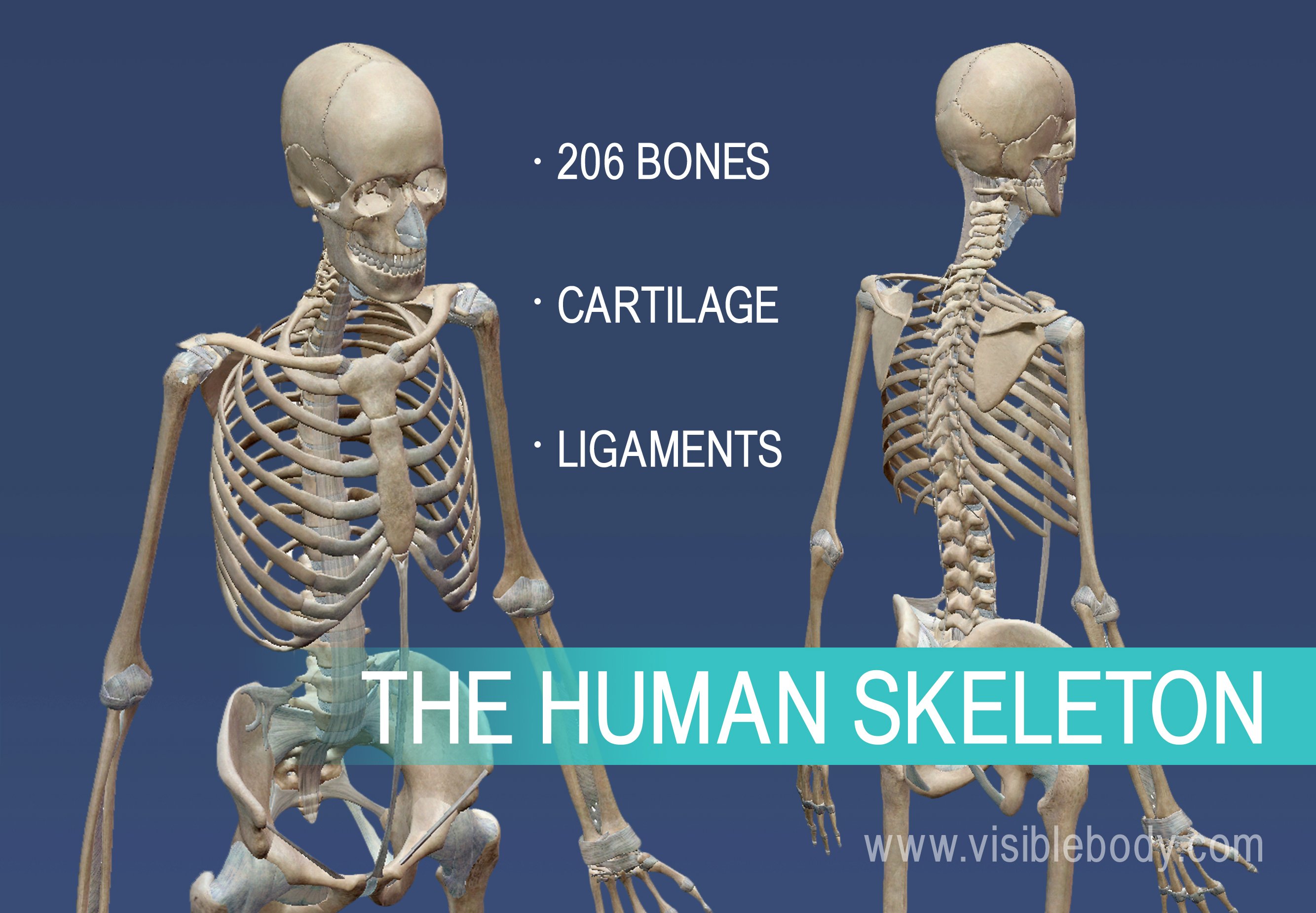 human anatomy bones torso