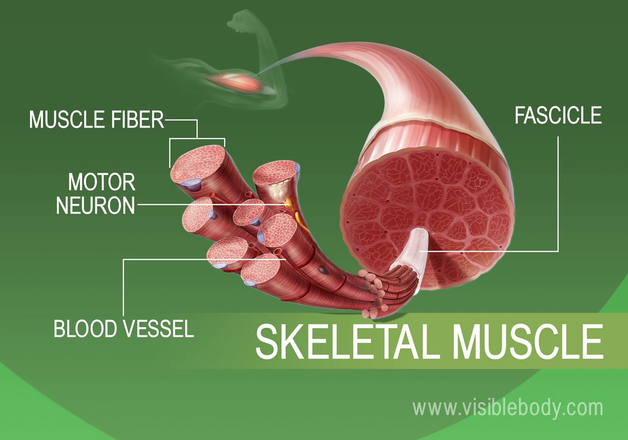 muscle cell anatomy