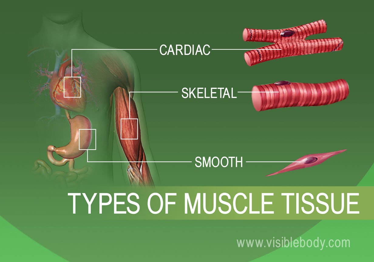 tissue: the function of skeletal, cardiac, and smooth muscle