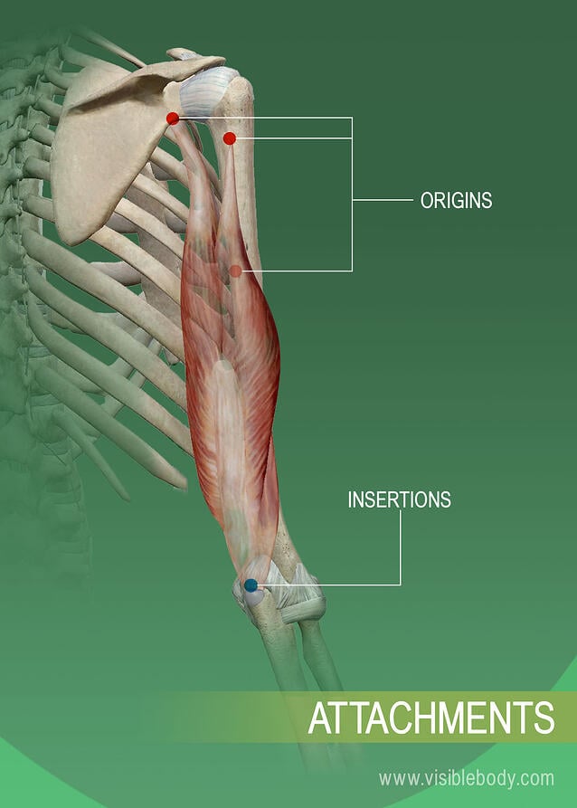 arm bones and muscles