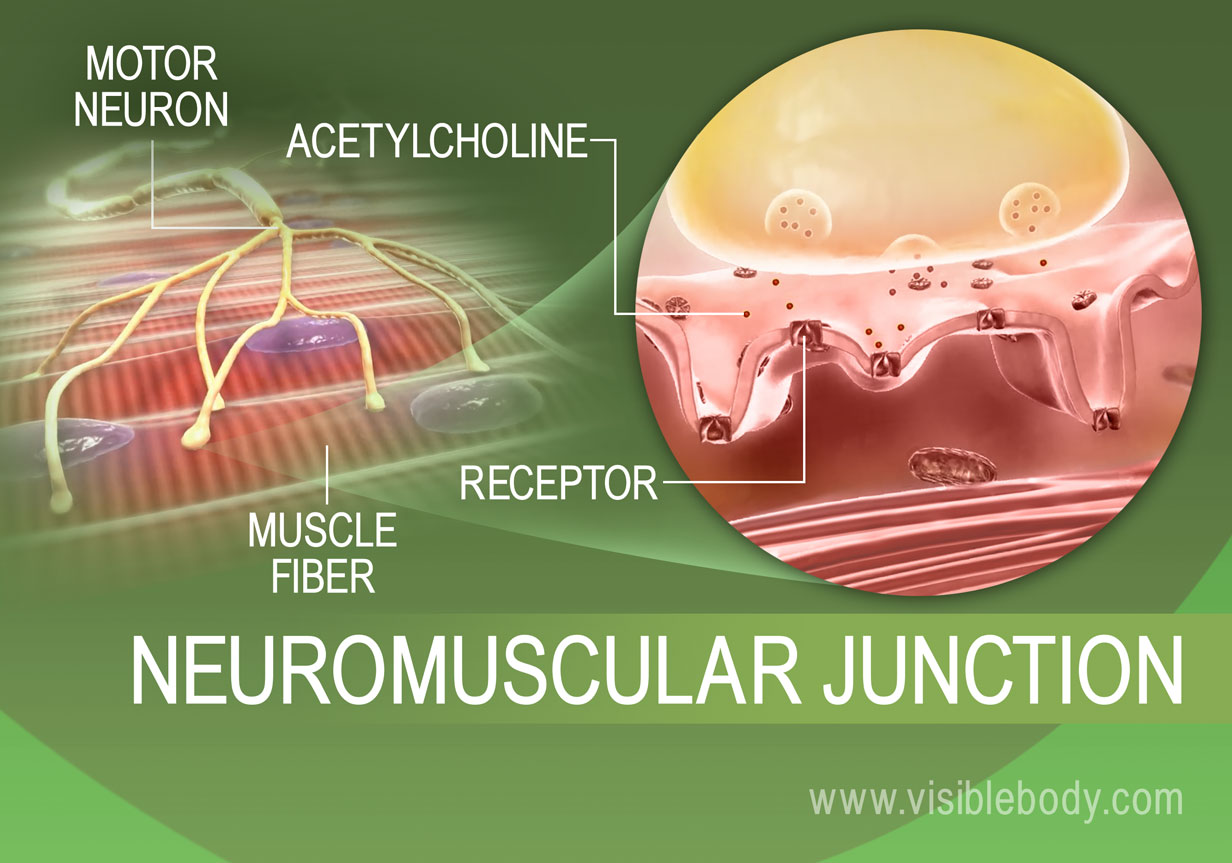 1-malattie Neuromuscolari-Svincolo