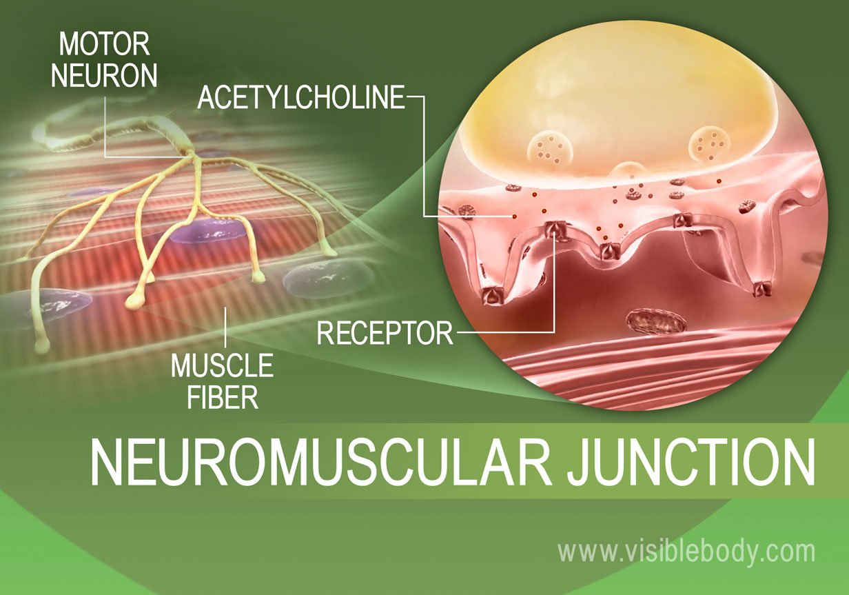 Muscle Contractions | Learn Muscular Anatomy