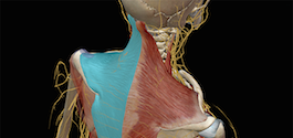 Muscle Movements | Learn Muscle Anatomy