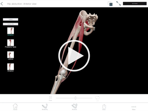 Muscle Attachments and Actions | Learn Muscle Anatomy