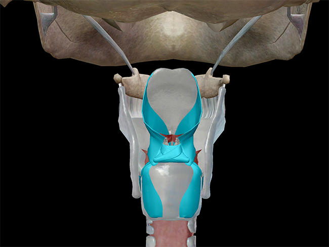 Anatomy And Physiology Phonation And The Larynx 