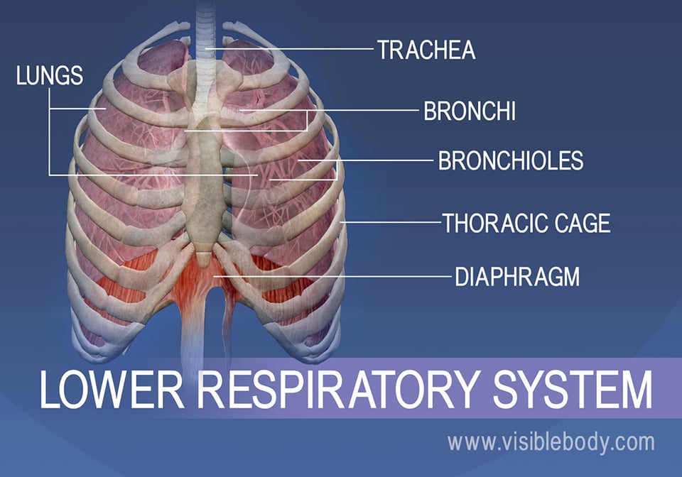 breathing diagram lungs