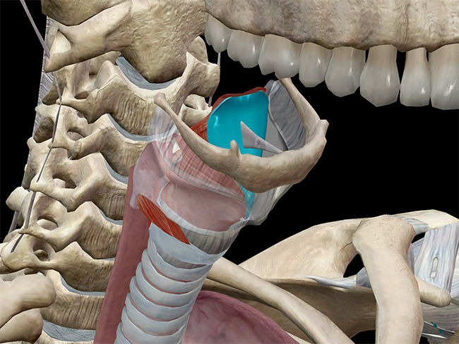 Anatomy and Physiology: Phonation and the Larynx