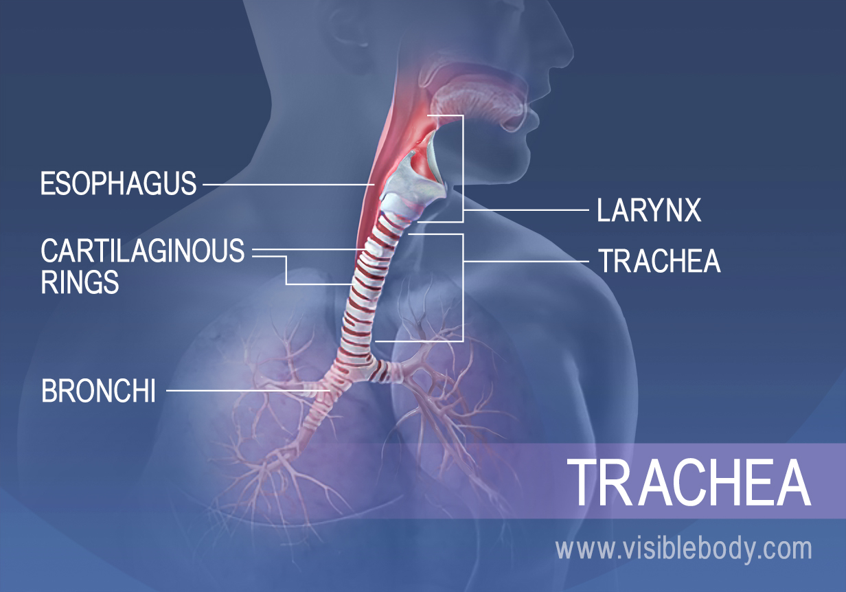 the tube that connects the throat and bronchi