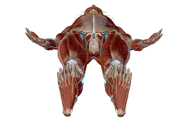 anatomy-and-physiology-anatomical-position-and-directional-terms