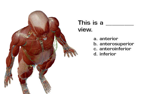 anatomy-and-physiology-anatomical-position-and-directional-terms