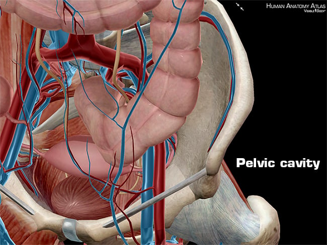 anatomy-and-physiology-anatomical-planes-and-cavities