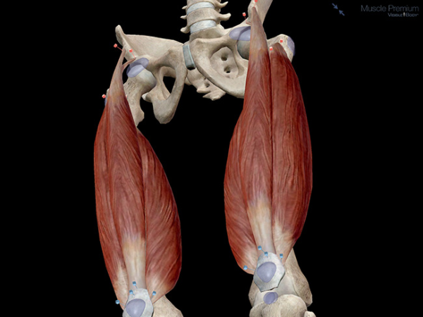 Quadriceps femoris muscle