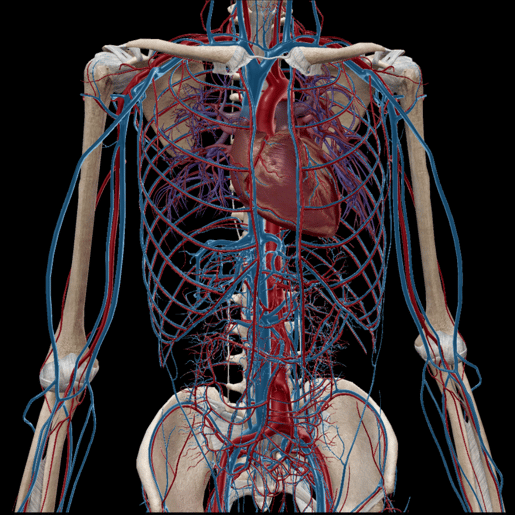 cardiovascular system