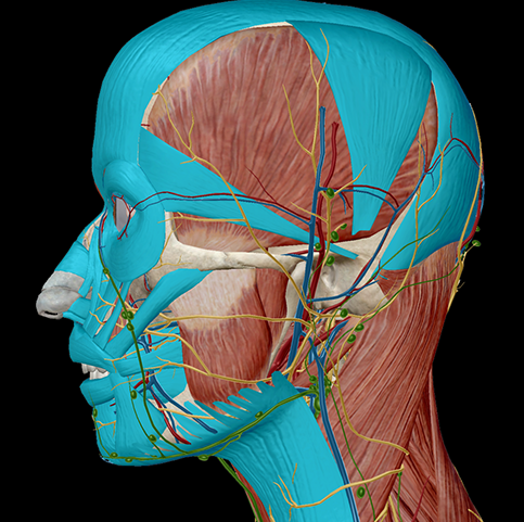 Anatomy and Physiology: The 3D Human Brain