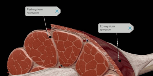 muscle fiber layers (1)