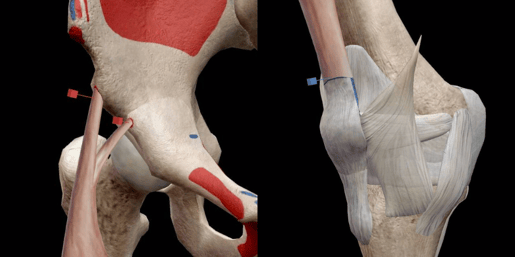 rectus femoris attachments