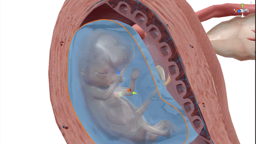 in-progress-8-10-week-fetus