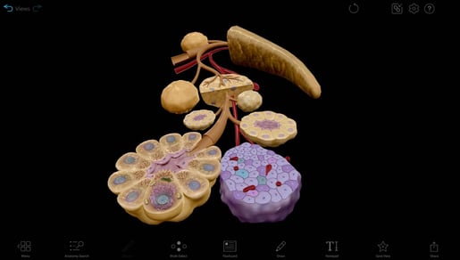 pancreatic acini and islets